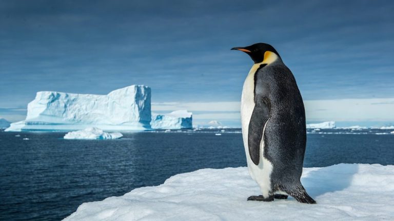 Wildlife spotting on an Antarctica trip