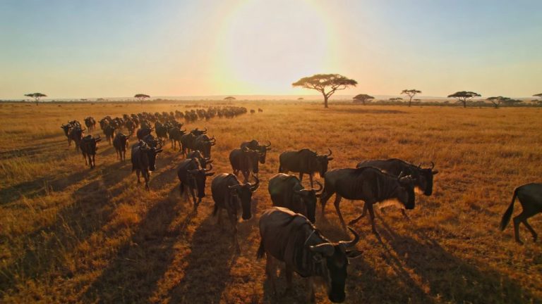 Follow the great migration across Africa