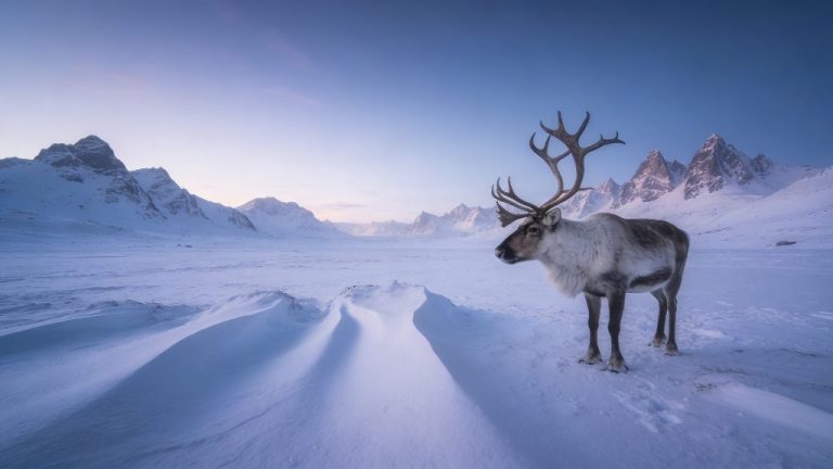 By train to Arctic Norway for reindeer and Arctic foxes