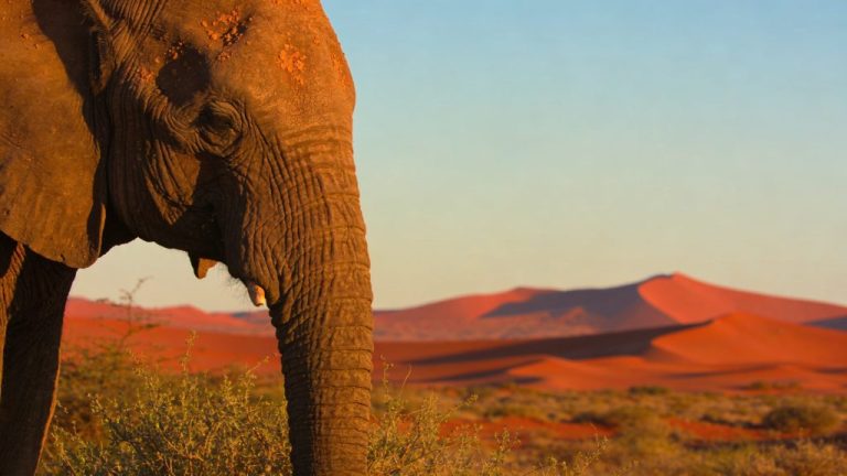Finding desert elephants in Namibia with your 4WD